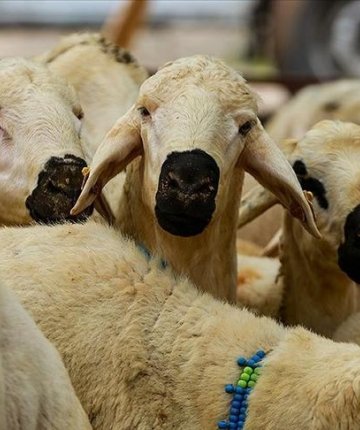  2026 vekaletle kurban kesim bedelleri açıklandı