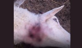 Konya’da kurt ahıra daldı: 2 koyun telef oldu