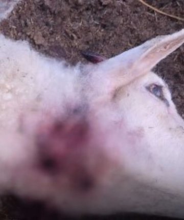 Konya’da kurt ahıra daldı: 2 koyun telef oldu