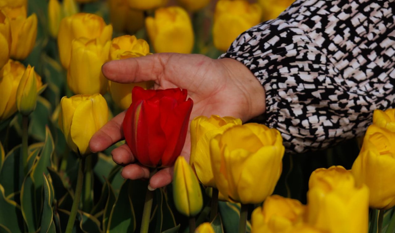 Binlerce lale, ücretsiz giriş! Karaman’daki tarlaya ziyaretçi yağıyor