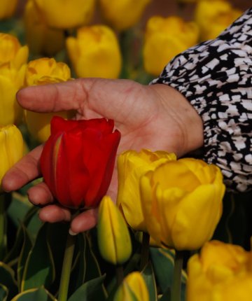 Binlerce lale, ücretsiz giriş! Karaman’daki tarlaya ziyaretçi yağıyor