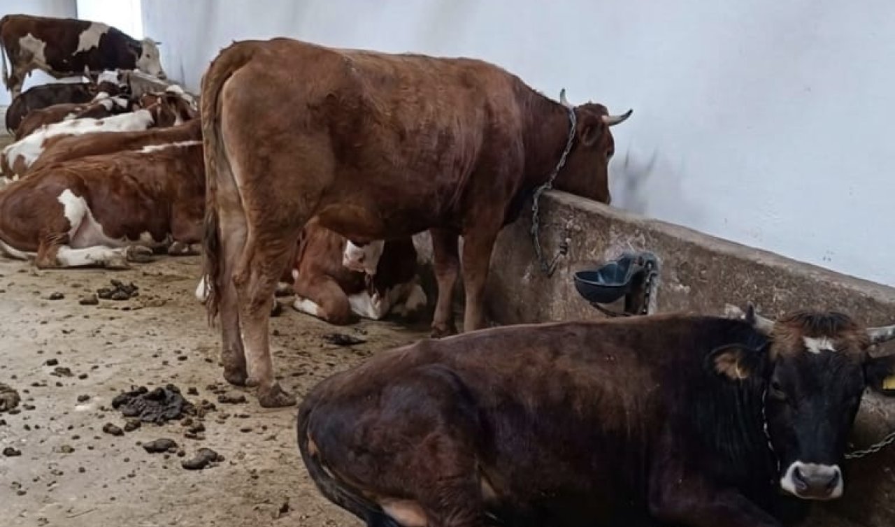 Konya’da kurbanlık piyasası hareketlendi: Fiyatlar 150 Bin TL’den başlıyor