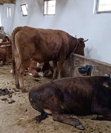 Konya’da kurbanlık piyasası hareketlendi: Fiyatlar 150 Bin TL’den başlıyor