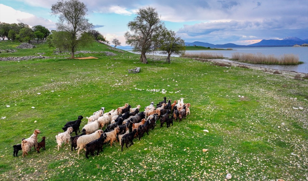 Konya’da çobansız hayvancılık dönemi: Hayvanlar adada kendi kendine büyüyor