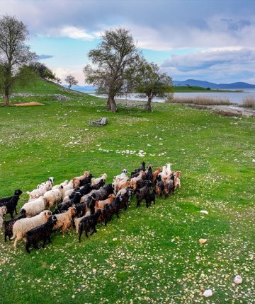 Konya’da çobansız hayvancılık dönemi: Hayvanlar adada kendi kendine büyüyor