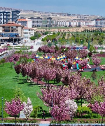 Japonya’nın meşhur sakuraları Konya’da hayat buldu