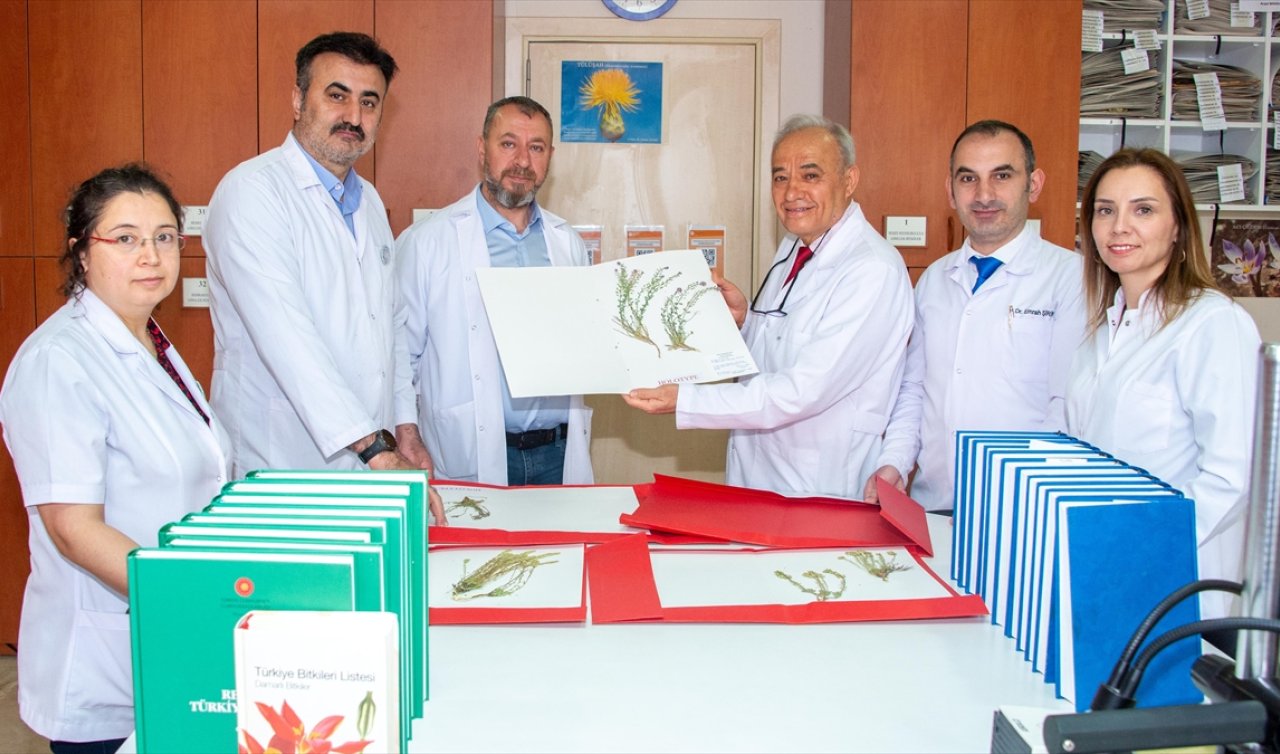 Selçuk Üniversitesi ekibi keşfetti: 4 yeni kayagülü türü literatüre girdi