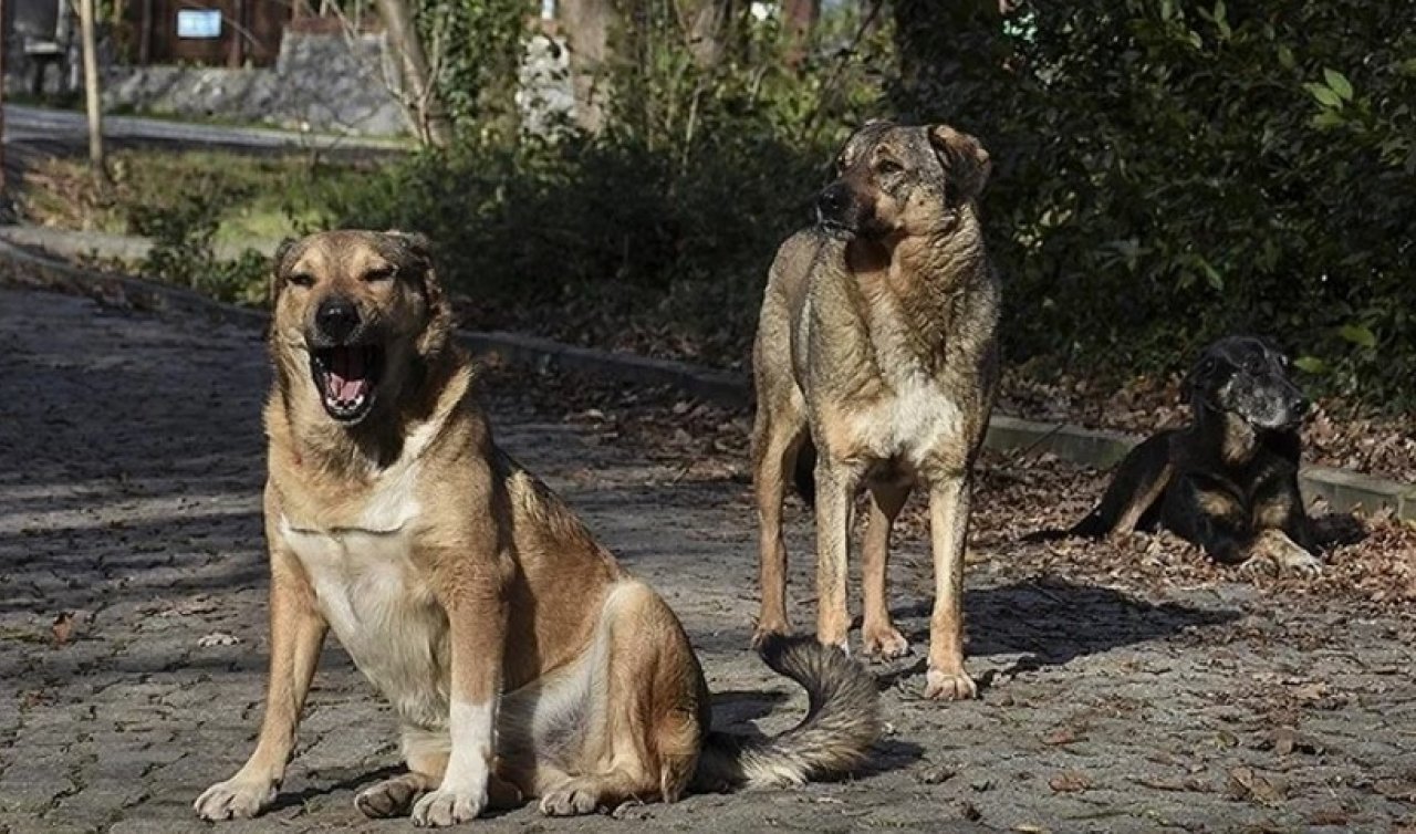 Konya’da sokakta saldıran köpeğin sahibine ceza yağdı