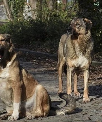 Konya’da sokakta saldıran köpeğin sahibine ceza yağdı