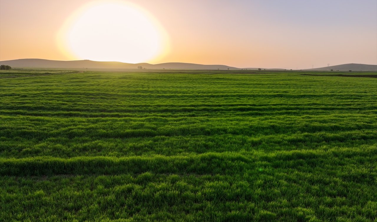 Konya’da yağışlar tarımda enerji maliyetlerini düşürdü