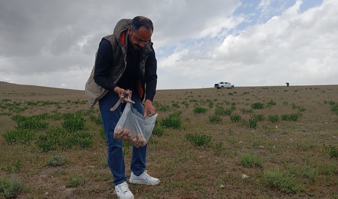  Konya’nın bu ilçesinde dolaman mantarı sezonu başladı