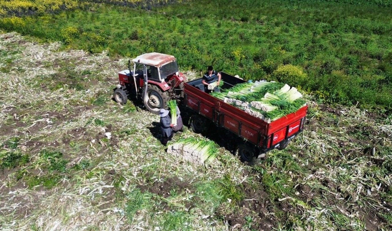 Tarladan tezgâha Bafra pırasası: Kilogramı 10 liradan alıcı buluyor