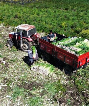 Tarladan tezgâha Bafra pırasası: Kilogramı 10 liradan alıcı buluyor