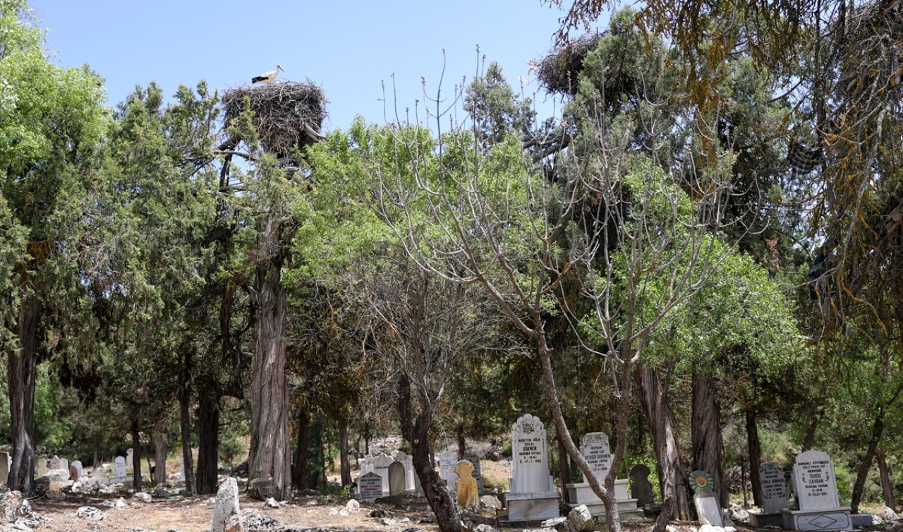 Konya’da mezarlıktan gelen seslerin sırrı ortaya çıktı