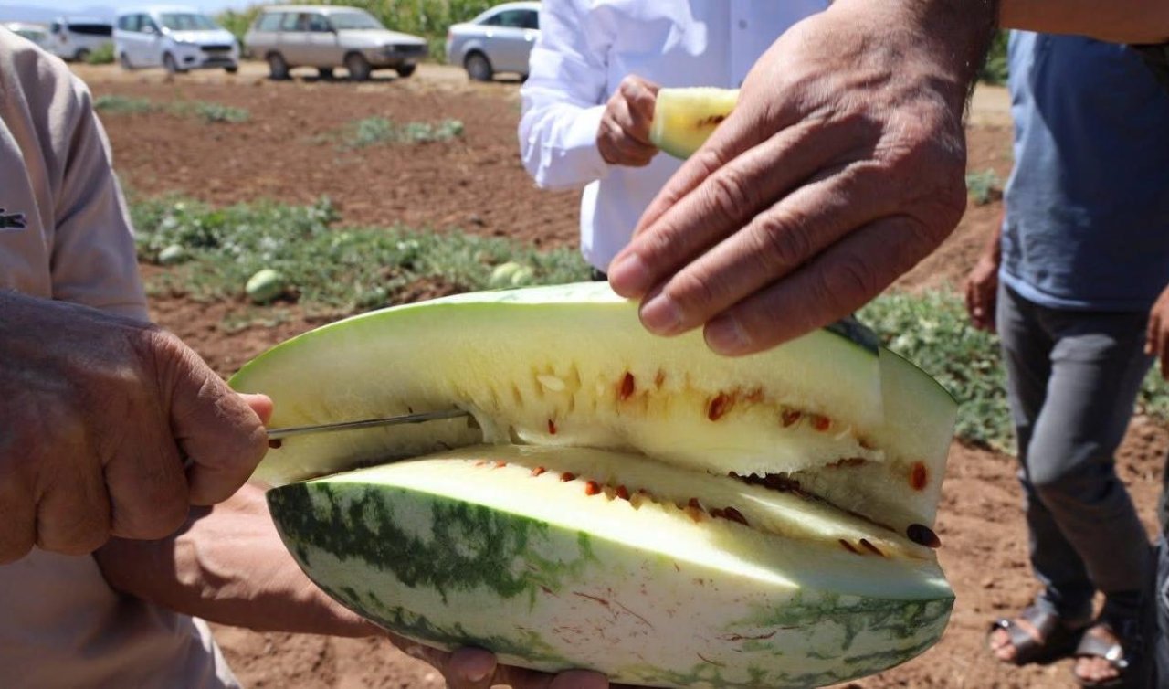  Savaşta yanlarında getirdiler: 150 yıllık karpuz mirası Konya’da yaşatılıyor