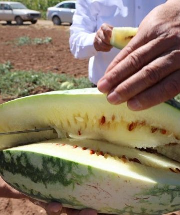  Savaşta yanlarında getirdiler: 150 yıllık karpuz mirası Konya’da yaşatılıyor
