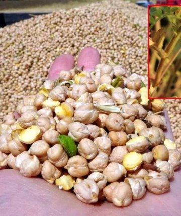 Konya’da nohut ekimi yapanlar dikkat! Havalar ısınınca ortaya çıkıyor