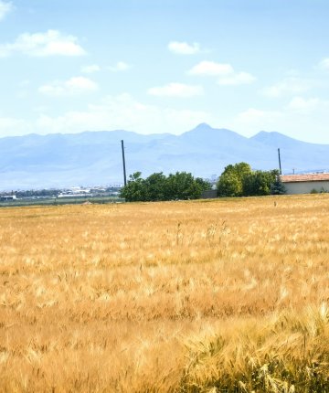 Konya Ovası’nda arpalar sararmaya başladı! Hasat için geri sayım