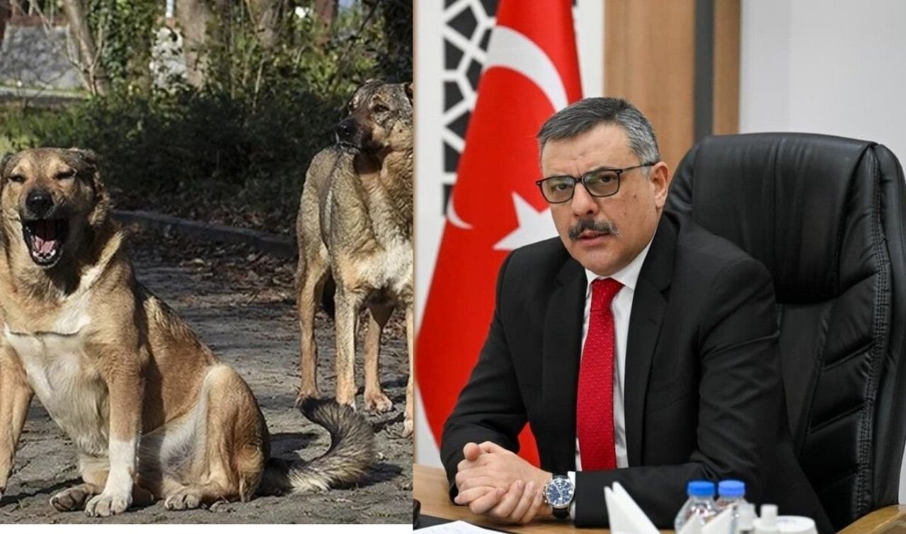 Sokak köpekleri için kritik karar: Yeni yıla kadar tamamı toplanacak