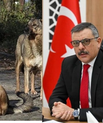 Sokak köpekleri için kritik karar: Yeni yıla kadar tamamı toplanacak
