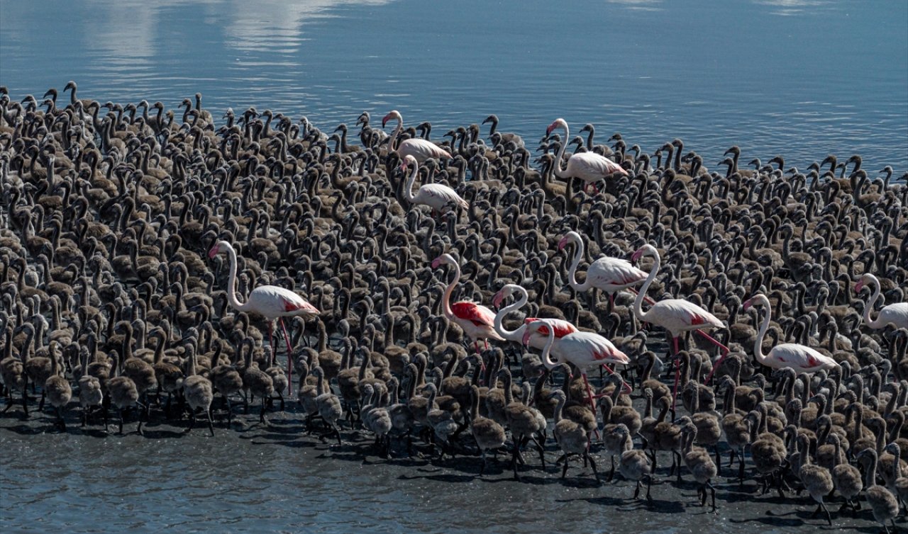Konya’nın doğal zenginliği Tuz Gölü’nde flamingo nüfusu artıyor