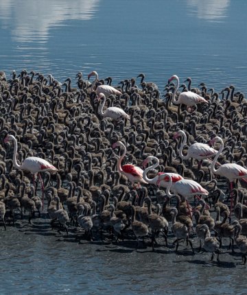 Konya’nın doğal zenginliği Tuz Gölü’nde flamingo nüfusu artıyor