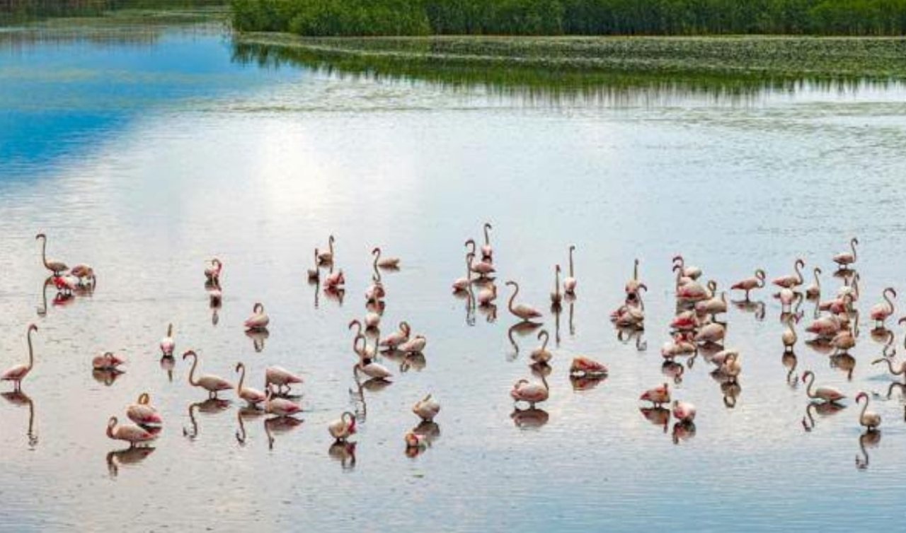 Yağışlar Eber Gölü’ne hayat verdi! Flamingolar yeniden görüldü