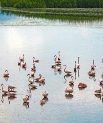 Yağışlar Eber Gölü’ne hayat verdi! Flamingolar yeniden görüldü