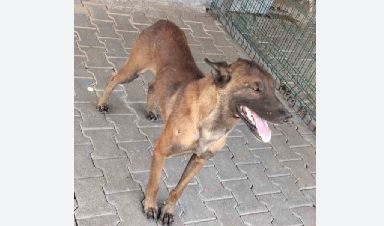Karaman’da sahipli köpeğin saldırdığı 3 yaşındaki çocuk ağır yaralandı