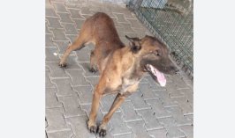 Karaman’da sahipli köpeğin saldırdığı 3 yaşındaki çocuk ağır yaralandı