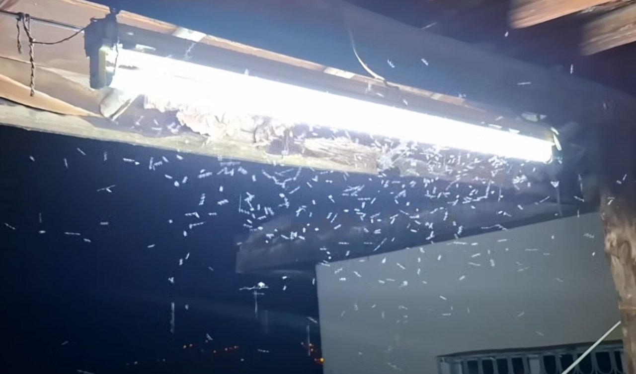 Konya’nın bu ilçesinde sivrisinekler hayatı zehir etti! Hastanelik olanlar var