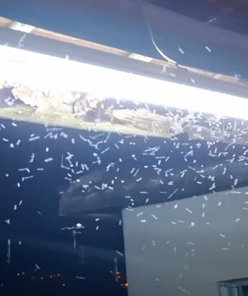 Konya’nın bu ilçesinde sivrisinekler hayatı zehir etti! Hastanelik olanlar var