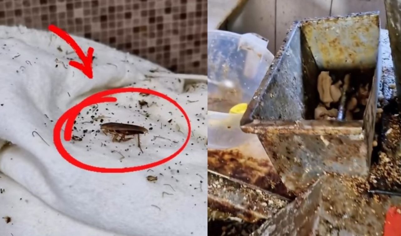 Konya’da fırın denetiminde içler acısı görüntüler! Böcekler ortaya çıktı, iş yeri mühürlendi