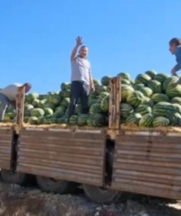 Konya’dan Amasya’ya gönderildi, tonlarca karpuz çöpe döküldü