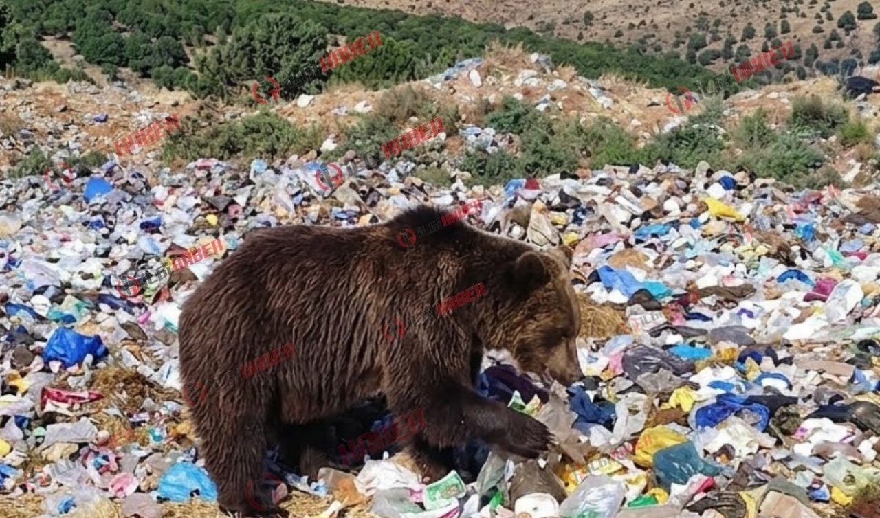 Konya’da korkutan görüntü! Mahalleye indi, çöpleri karıştırdı