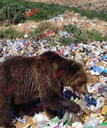 Konya’da korkutan görüntü! Mahalleye indi, çöpleri karıştırdı