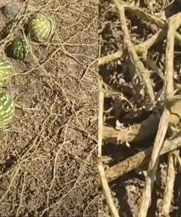 Konya’da mezarlıkta sıra dışı görüntü: Böyle bir şey ilk kez görüldü
