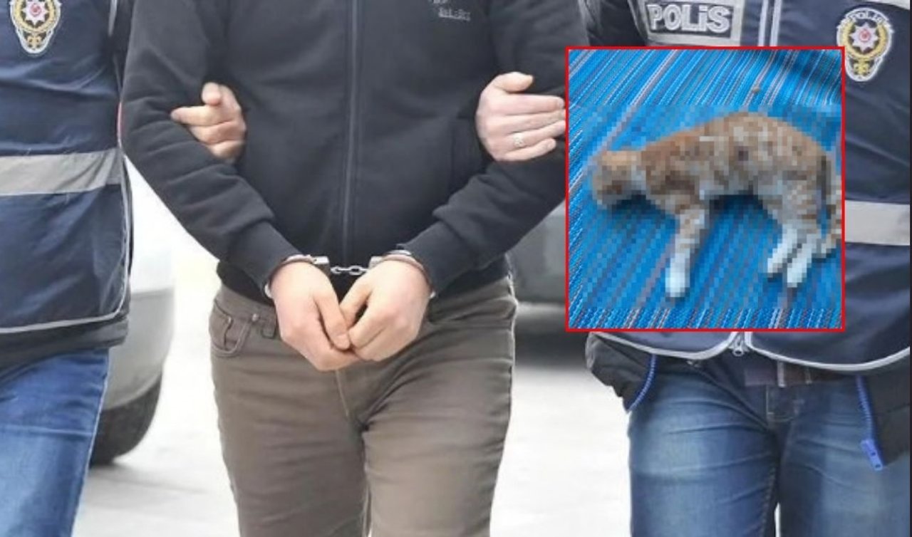 Konya’yı ayağa kaldıran kedi vahşetinde 1 şüpheli yakalandı